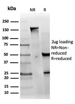MED22 (Transcription Factor) Antibody