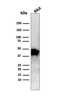 Beta-Actin (ACTB) Antibody