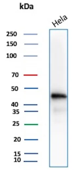 Beta-Actin (ACTB) Antibody