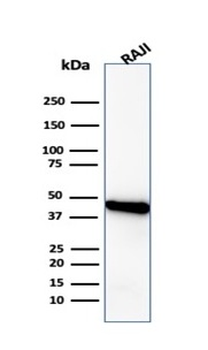 Beta-Actin (ACTB) Antibody