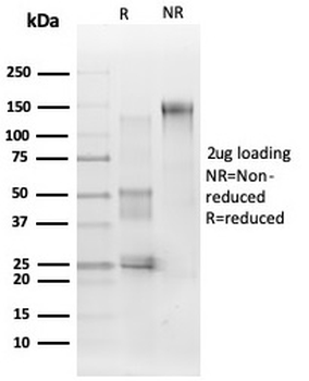 MAPK1 / ERK2 (Transcription Factor) Antibody