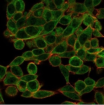 BCL11A Antibody