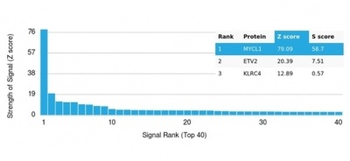 L-Myc / MYCL1 (Transcription Factor) Antibody