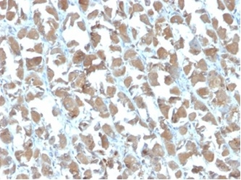 MICA Antibody