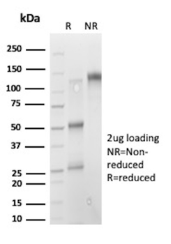 HIC2 Antibody