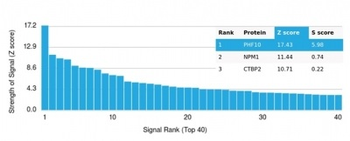 PHF10 (Transcription Factor) Antibody