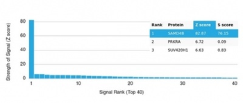 SAMD4B (Transcription Factor) Antibody