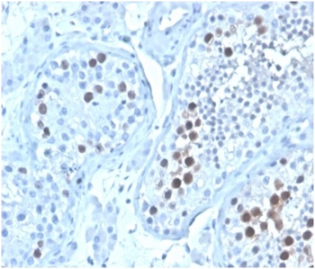 Geminin / DNA Replication Inhibitor Antibody