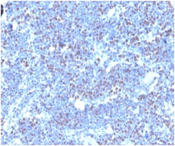 Geminin / DNA Replication Inhibitor Antibody