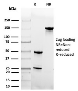 Geminin / DNA Replication Inhibitor Antibody