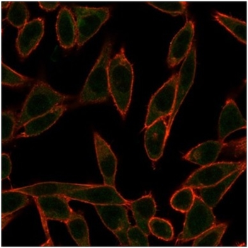 NEUROG3 Antibody