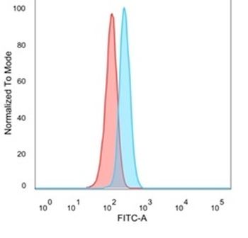 NFIA / NF1A (Nuclear Factor 1A) (Transcription Factor) Antibody