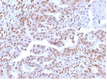 NFIA / NF1A (Nuclear Factor 1A) (Transcription Factor) Antibody