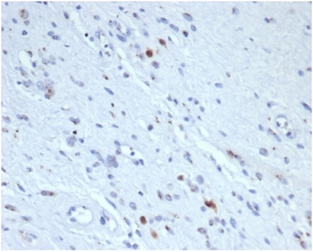 MYOG Antibody