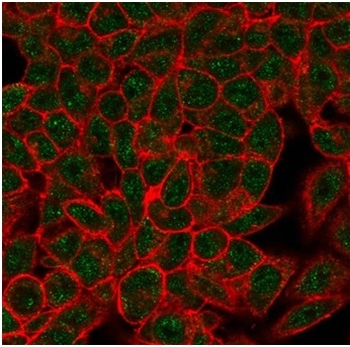 MYOG Antibody