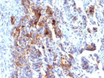 MUC5AC (Mucin 5AC / Gastric Mucin) Antibody