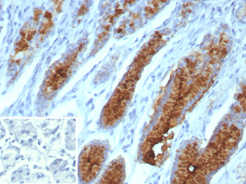 Recombinant MUC5AC (Mucin 5AC / Gastric Mucin) Antibody