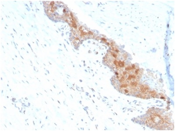 MIF Antibody