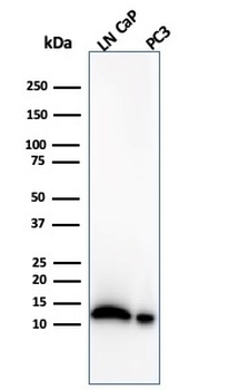MIF Antibody