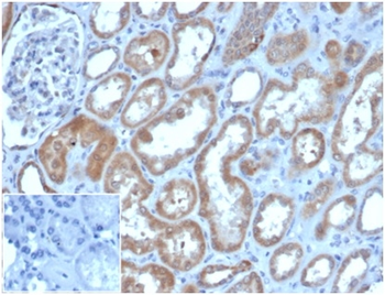 LY75 Antibody
