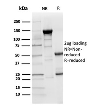 LY75 Antibody