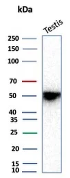 INHA Antibody