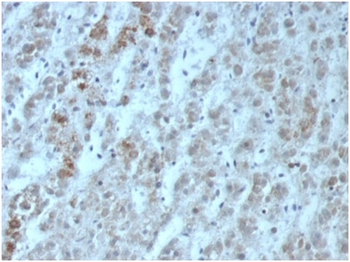 IL15 Antibody