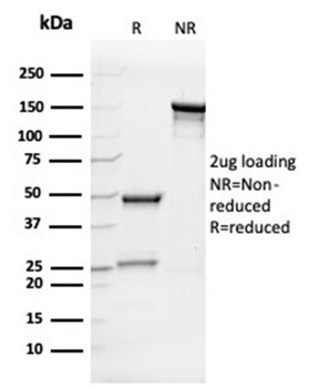Interleukin-7 (IL-7) Antibody