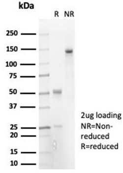 IL7 Antibody