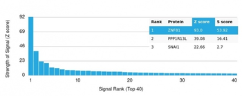 ZNF81 / Zinc finger protein 81 (Transcription Factor) Antibody