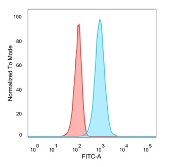 HOXB2 (Transcription Factor) Antibody