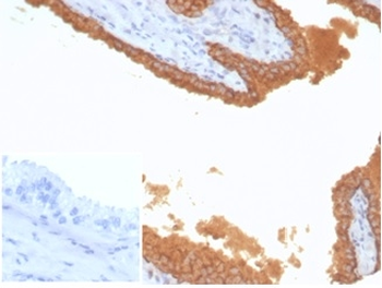 KLK3 Antibody