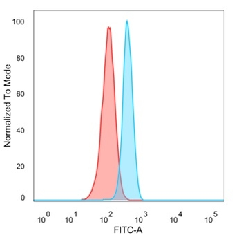 HIC2 (Hypermethylated in cancer 2) (Transcriptional Repressor) Antibody