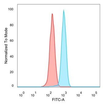ZHX3 (Transcriptional Repressor) Antibody