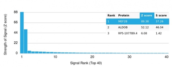 MEF2B (Transcriptional Activator) Antibody