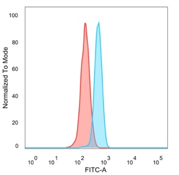 MEF2B (Transcriptional Activator) Antibody