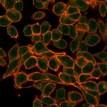 MEF2B (Transcriptional Activator) Antibody