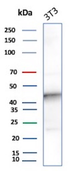 IDO2 / Indoleamine 2,3-dioxygenase 2 Antibody