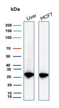 Recombinant Heat Shock 27kDa Protein 1 Antibody