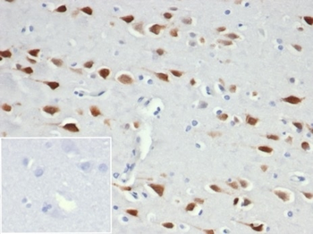 Recombinant Neuronal-Nuclei (NeuN) (Neuronal Marker) Antibody