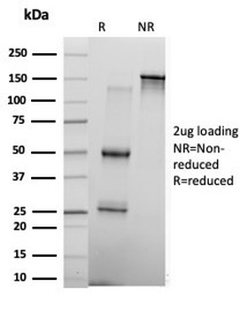 KLF17/ ZNF393 Antibody