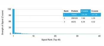 TADA1 (Transcriptional Adapter 1) / STAF42 Antibody