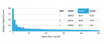 DMRT2 (Transcription Factor) Antibody