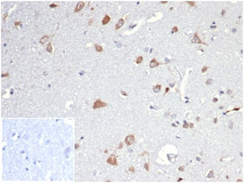 Osteopontin (OSP) / Secreted Phosphoprotein 1 (SPP1) Antibody