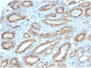 Osteopontin (OSP) / Secreted Phosphoprotein 1 (SPP1) Antibody