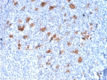 SPARC / Osteonectin Antibody
