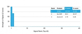 SPARC / Osteonectin Antibody