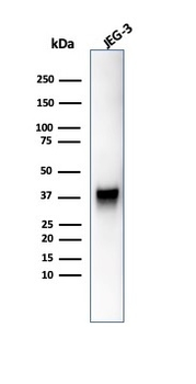 SPARC / Osteonectin Antibody