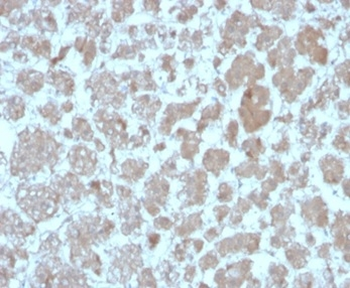 Monocyte Chemotactic Protein 2 (MCP2) / CCL8 Antibody