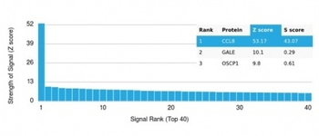 Monocyte Chemotactic Protein 2 (MCP2) / CCL8 Antibody